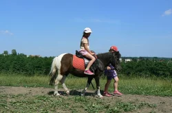 Shetlandský pony